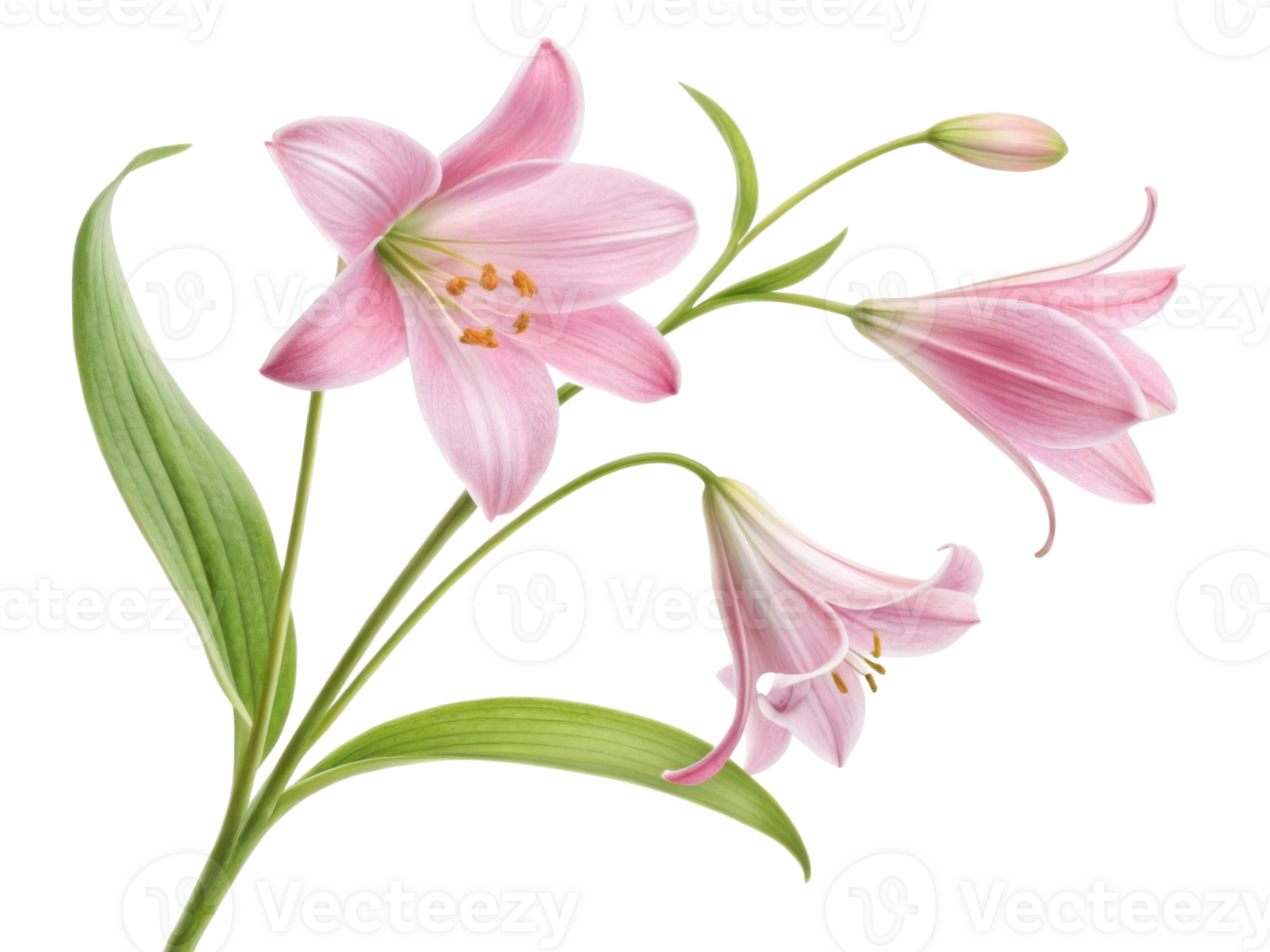 Lily flowers bloom gracefully in valley showcasing their delicate pink petals and vibrant green leaves creating serene atmosphere png