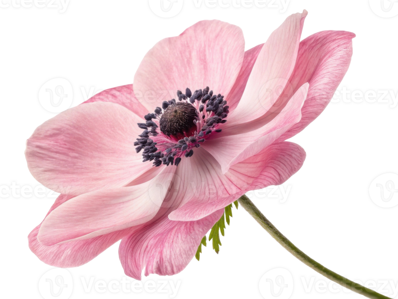 beautiful anemone flower showcases delicate pink petals and striking black stamens, creating stunning visual appeal in nature png