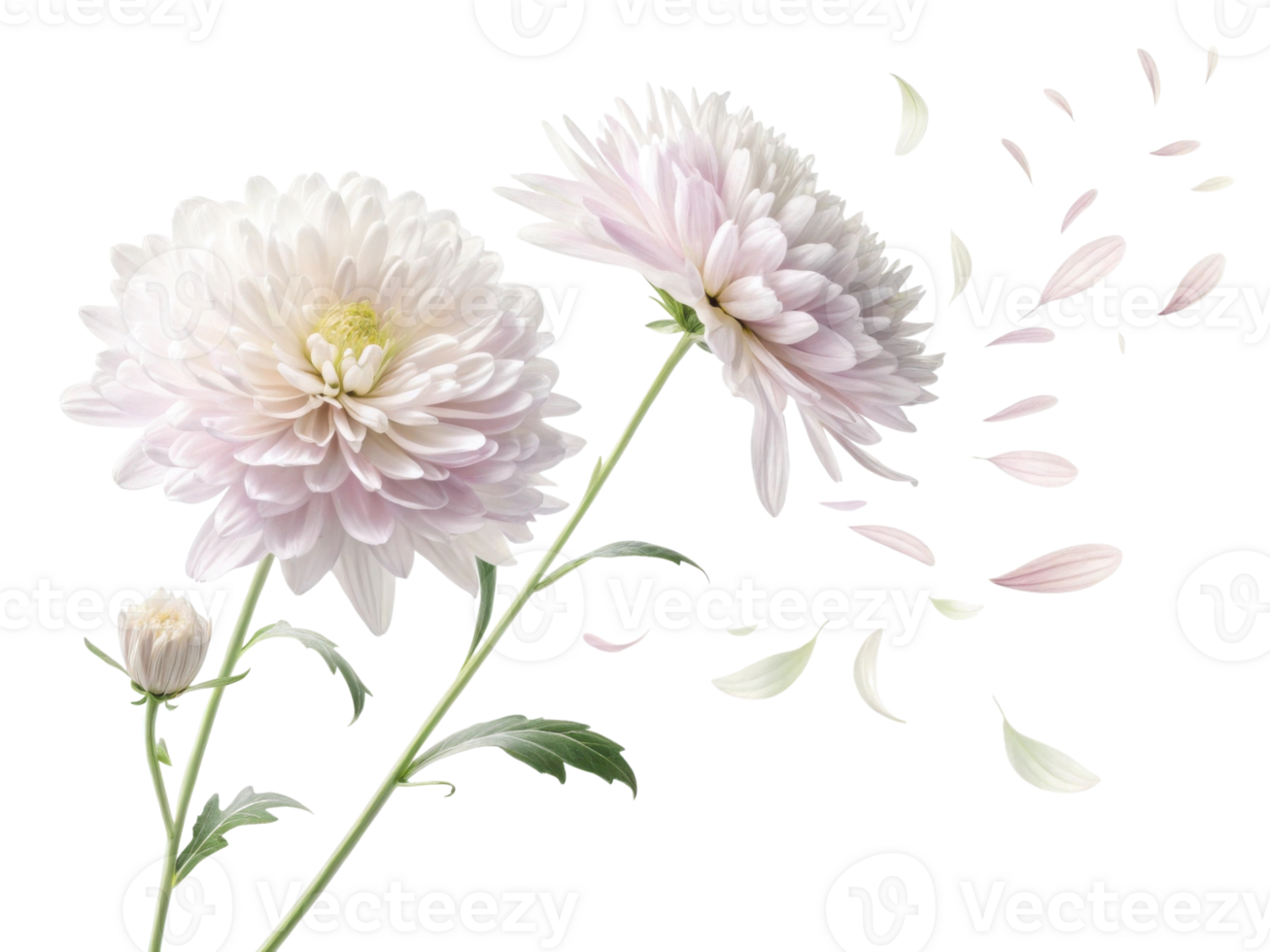 Delicate aster flowers bloom gracefully with soft petals drifting in air creating serene and beautiful atmosphere png