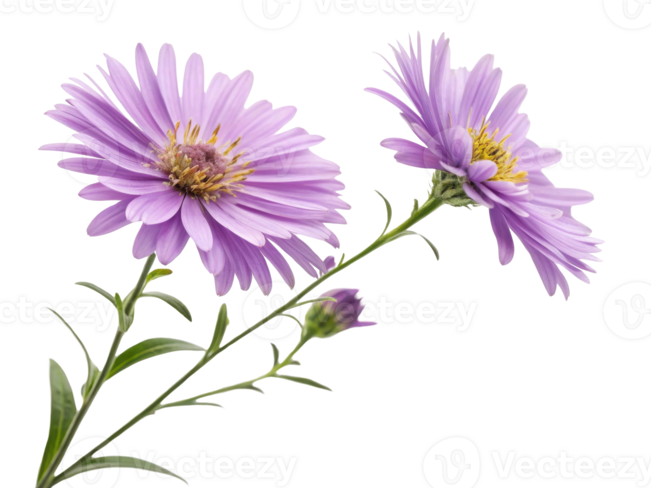 beautiful arrangement of aster flowers showcases their vibrant purple petals and delicate green stems, perfect for adding charm to any setting png