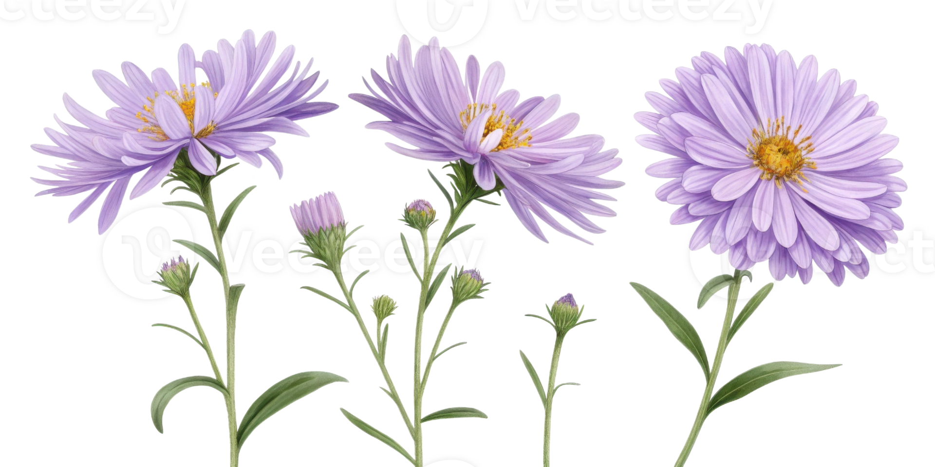 Aster flowers bloom beautifully with vibrant purple petals and delicate green leaves, creating stunning display of nature elegance png