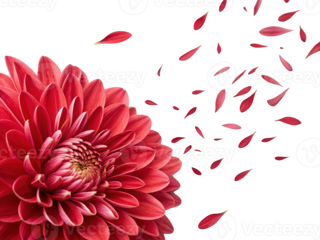 vibrant aster flower showcases its stunning petals, with some gently falling away, creating beautiful and serene atmosphere png