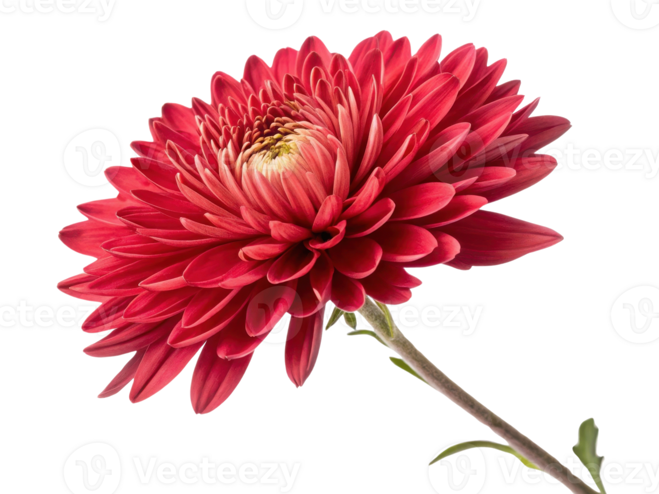 vibrant aster flower blooms with rich red petals showcasing its intricate beauty and elegance in nature palette png