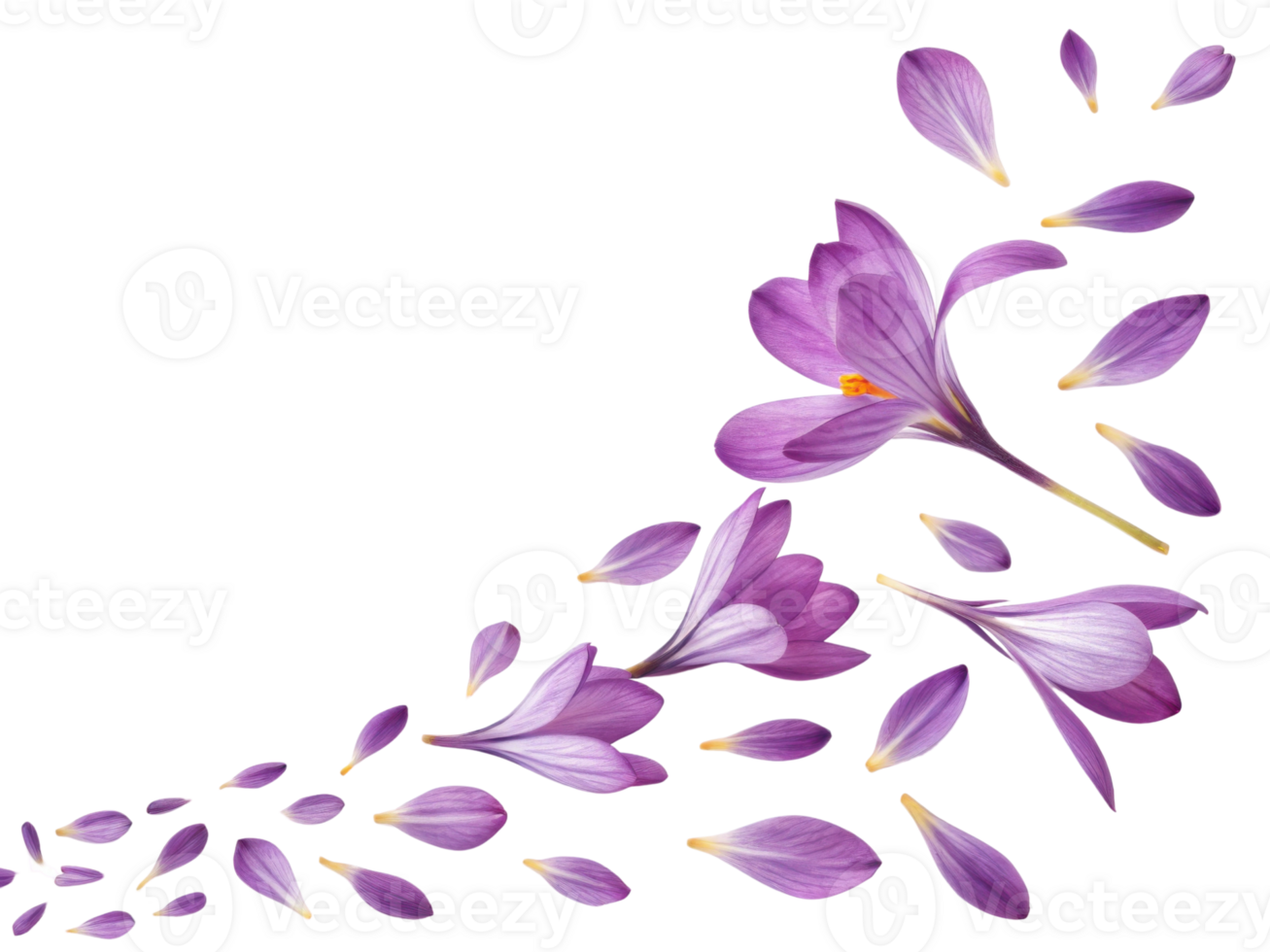 Crocus flowers bloom beautifully, their delicate petals creating stunning display of purple hues that evoke joy and tranquility png