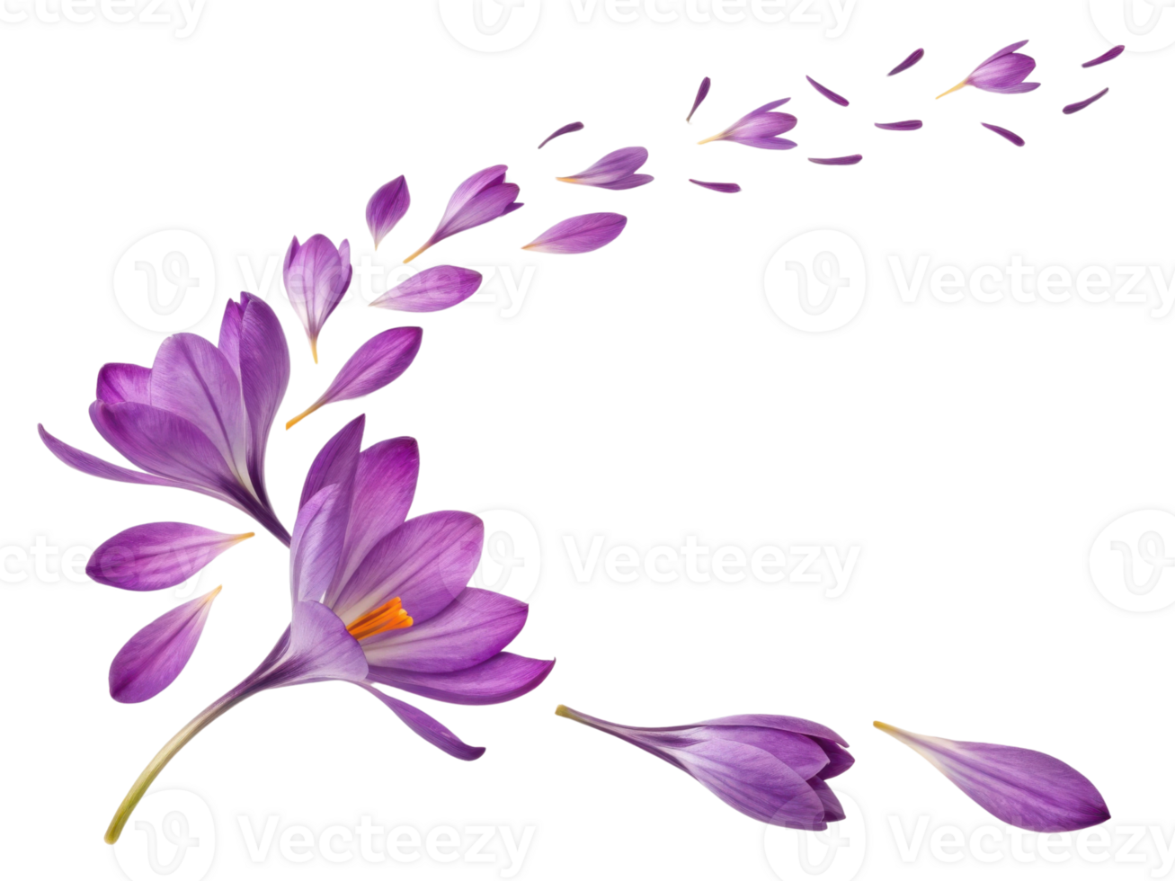 Crocus flowers bloom beautifully, showcasing vibrant purple petals that gracefully scatter in delicate dance of nature elegance png