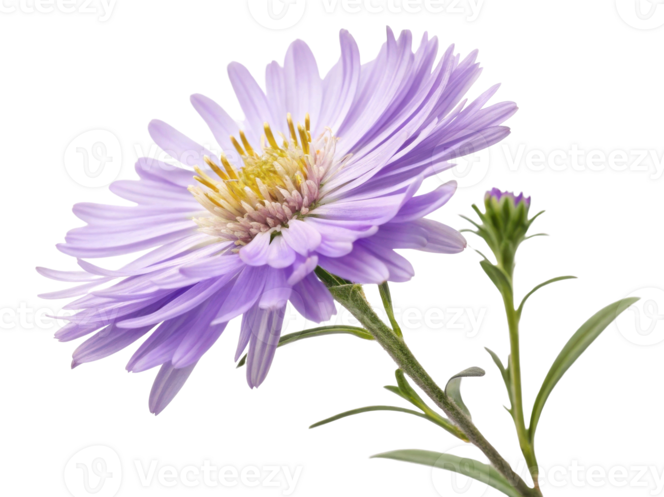 beautiful aster flower blooms gracefully with delicate lavender petals and vibrant yellow center, showcasing nature elegance png