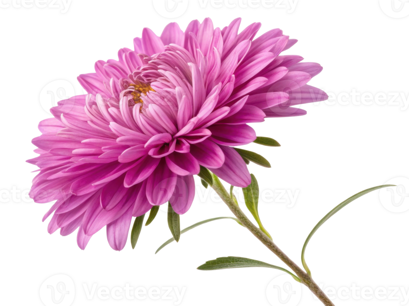 beautiful aster flower blooms in vibrant pink hues showcasing its delicate petals and lush green leaves, evoking sense of tranquility and joy png