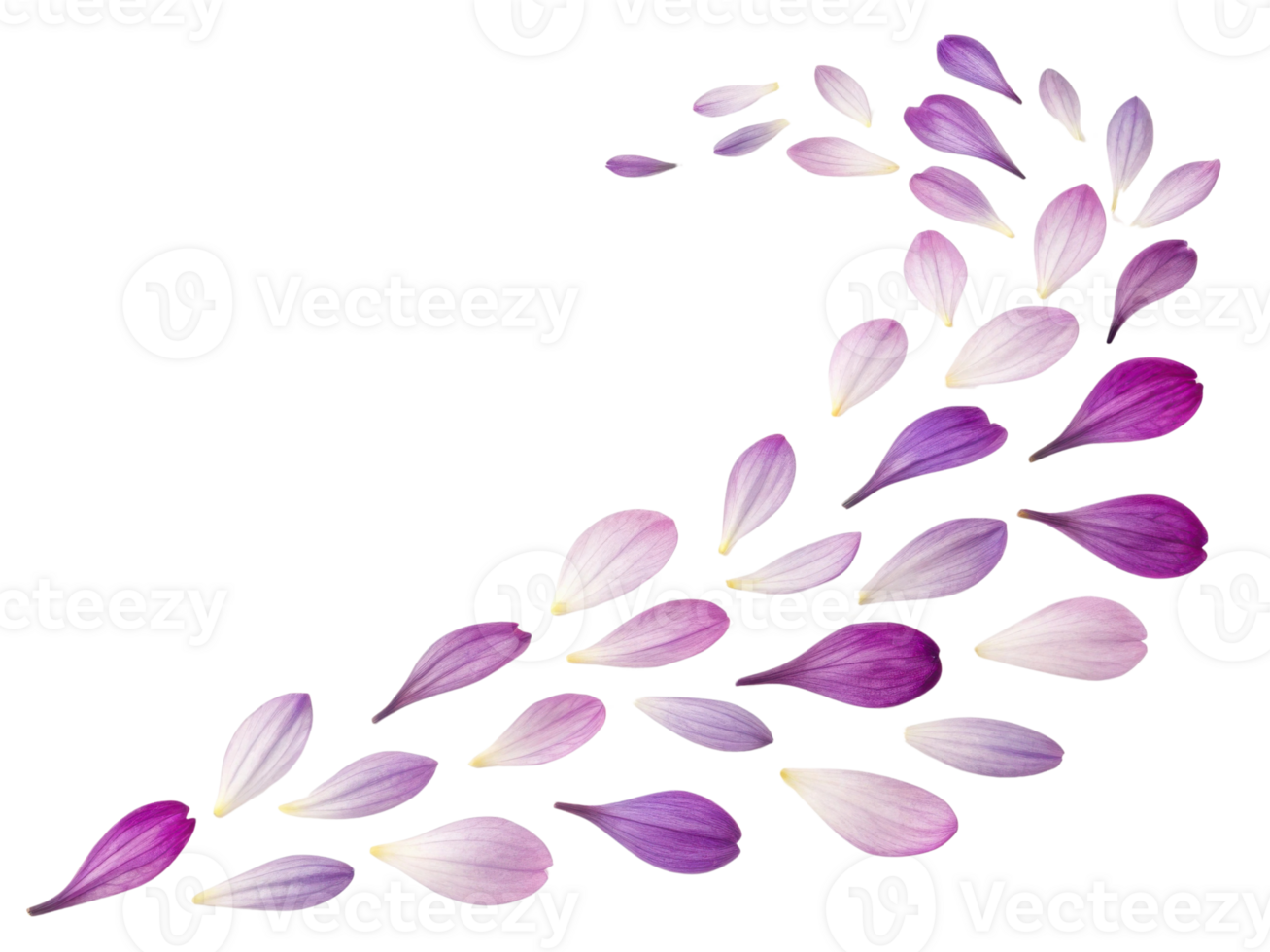 Delicate crocus flower petals in shades of purple create beautiful flowing pattern, evoking sense of tranquility and elegance png