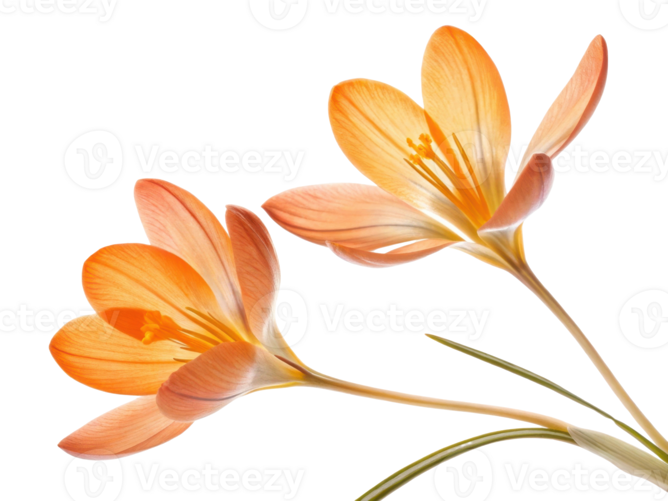 Crocus flowers bloom beautifully with delicate petals showcasing vibrant orange hues, creating stunning visual display in nature png