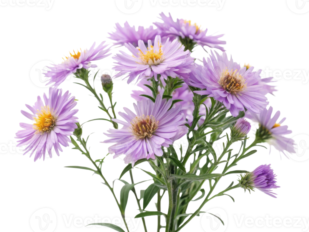 beautiful bouquet of aster flowers showcases vibrant purple petals and delicate green stems, perfect for adding charm to any setting png