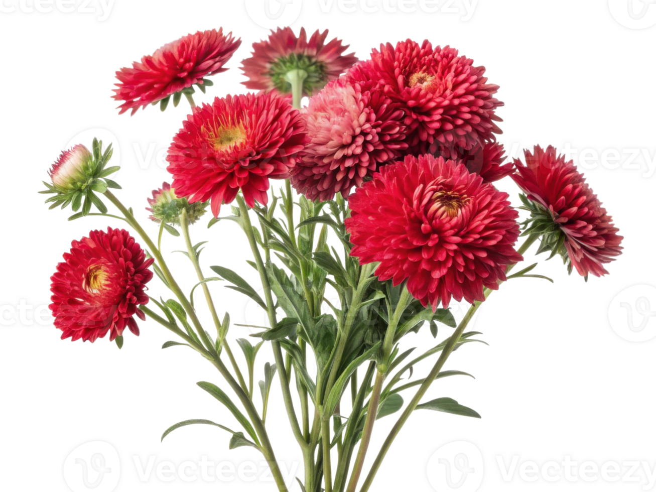 vibrant bouquet of aster flowers showcases their stunning red hues and intricate petals, perfect for adding beauty to any setting png