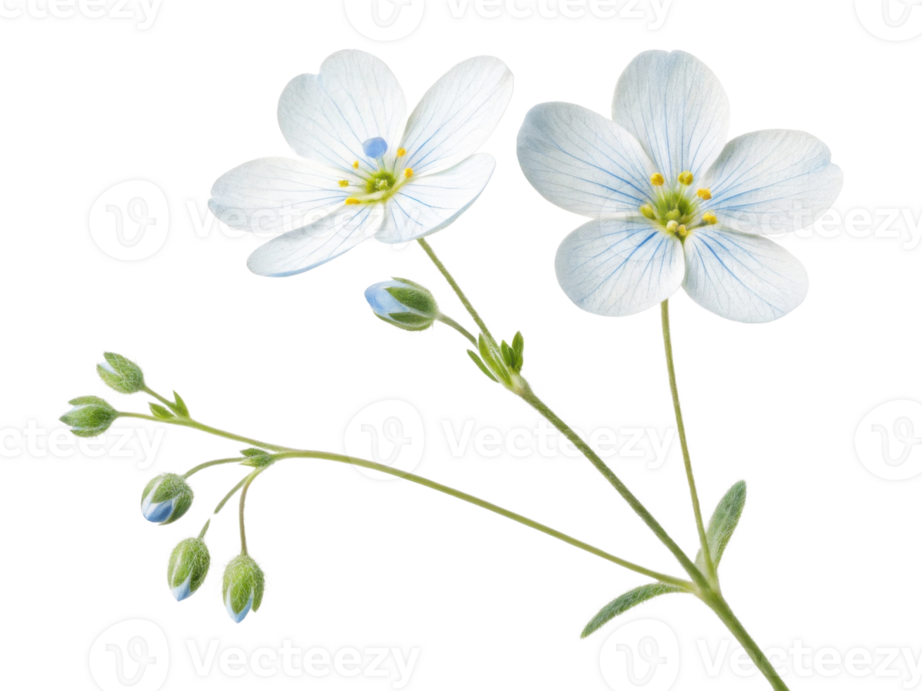 Forget me not flowers bloom with delicate petals and vibrant colors, symbolizing love and remembrance in nature beauty png