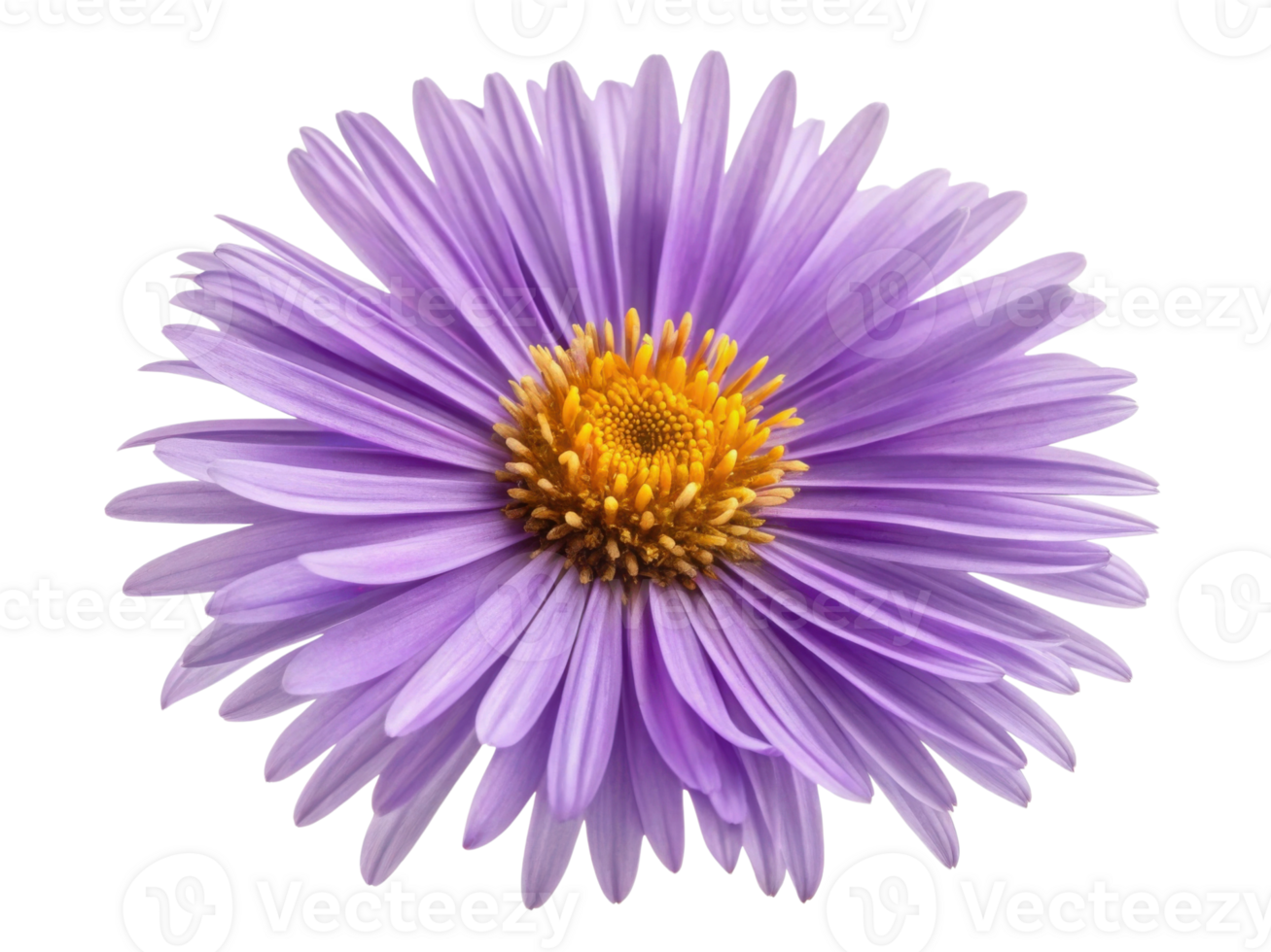 beautiful aster flower blooms with vibrant purple petals and striking yellow center, showcasing nature elegance and charm png