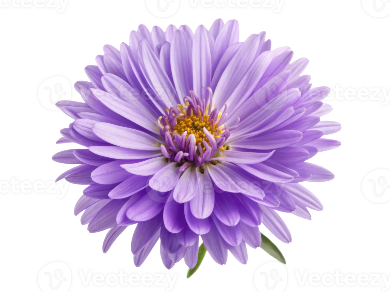 beautiful aster flower blooms with vibrant purple petals and golden center, adding touch of elegance to any garden or arrangement png