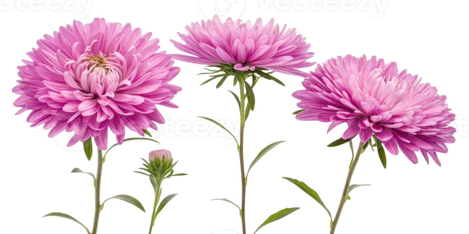 Aster flowers bloom beautifully in shades of pink, showcasing their vibrant petals and delicate green stems, creating stunning floral display png