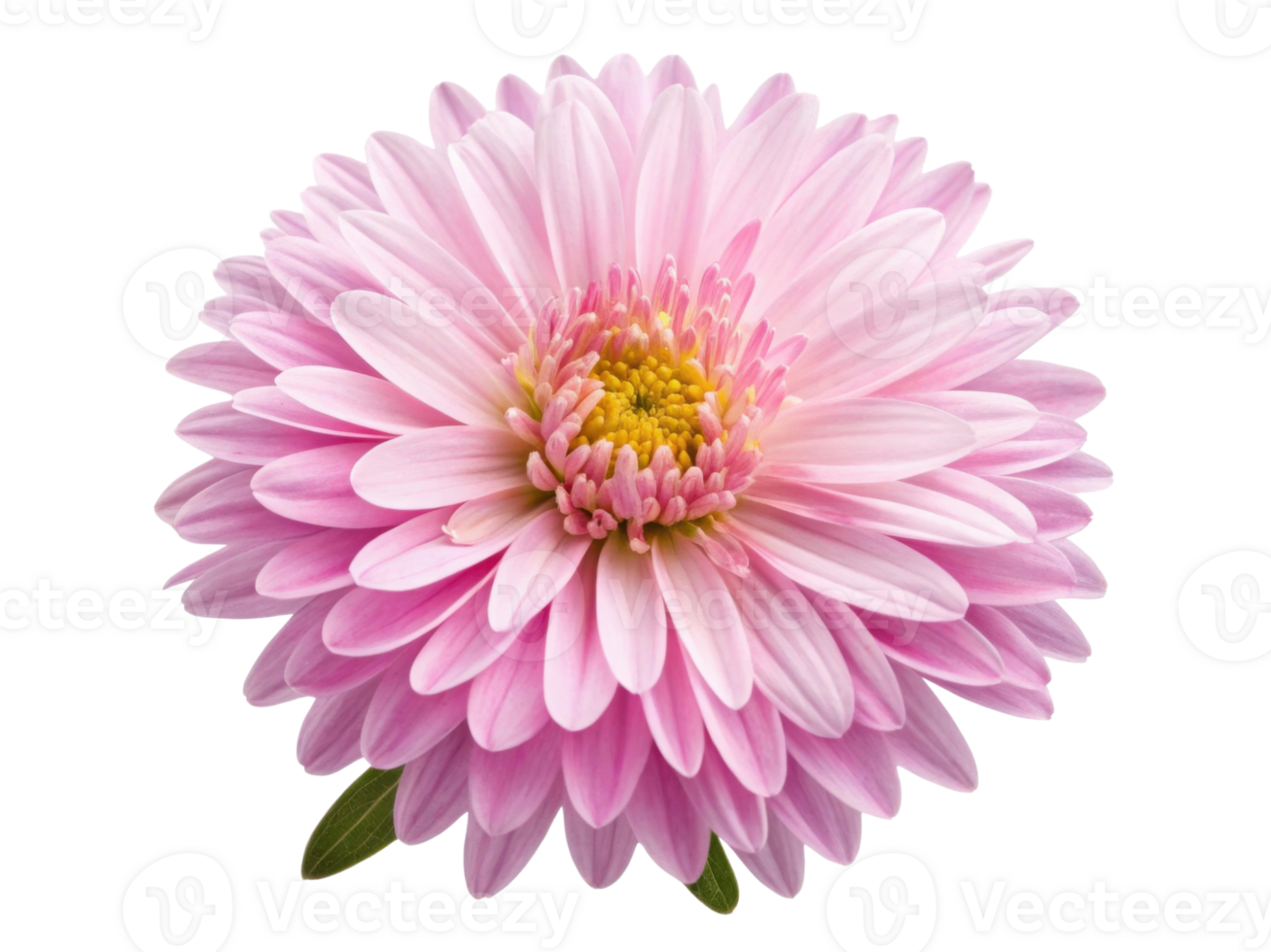 beautiful aster flower blooms with delicate pink petals and vibrant yellow center, radiating joy and elegance in any garden png