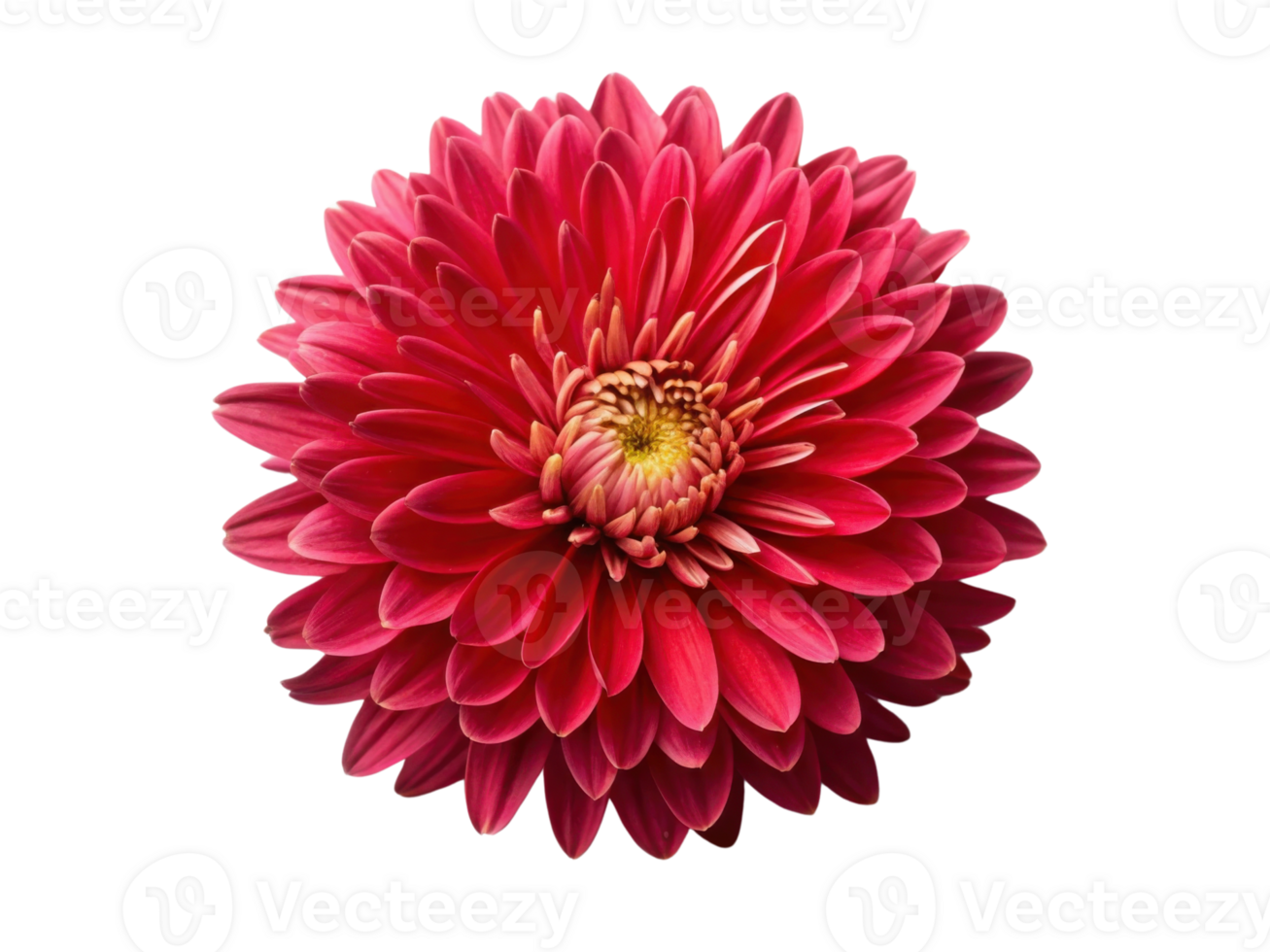 vibrant aster flower blooms with rich red petals showcasing its intricate beauty and captivating charm png