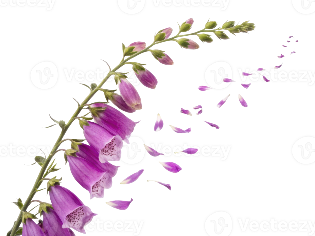 stunning foxglove flower gracefully sways, its vibrant petals dancing in breeze, creating beautiful display of nature elegance png