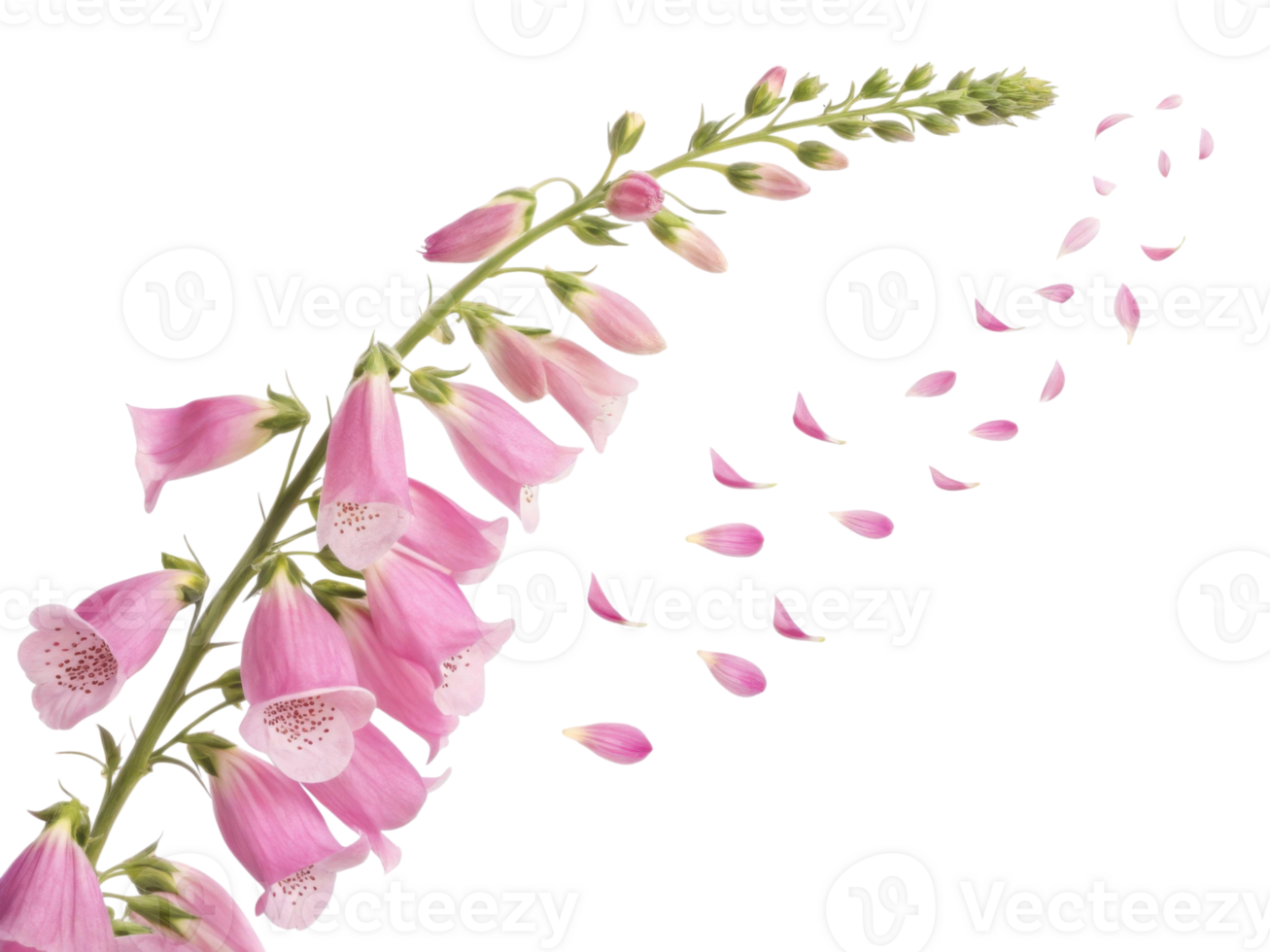 beautiful foxglove flower gracefully sways, its delicate petals drifting softly in breeze, creating serene and enchanting scene png