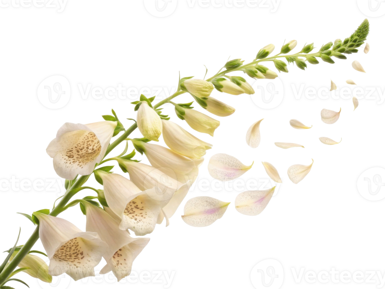 elegant foxglove flower gracefully cascades with delicate petals, creating serene and enchanting visual experience png