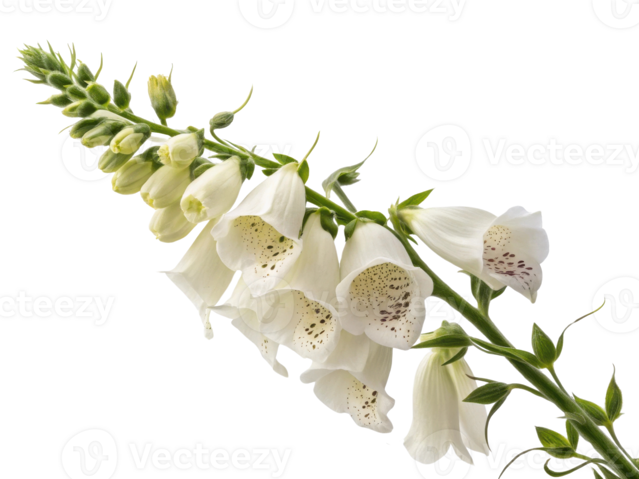 stunning foxglove flower showcases delicate white petals adorned with subtle speckles creating captivating natural beauty png