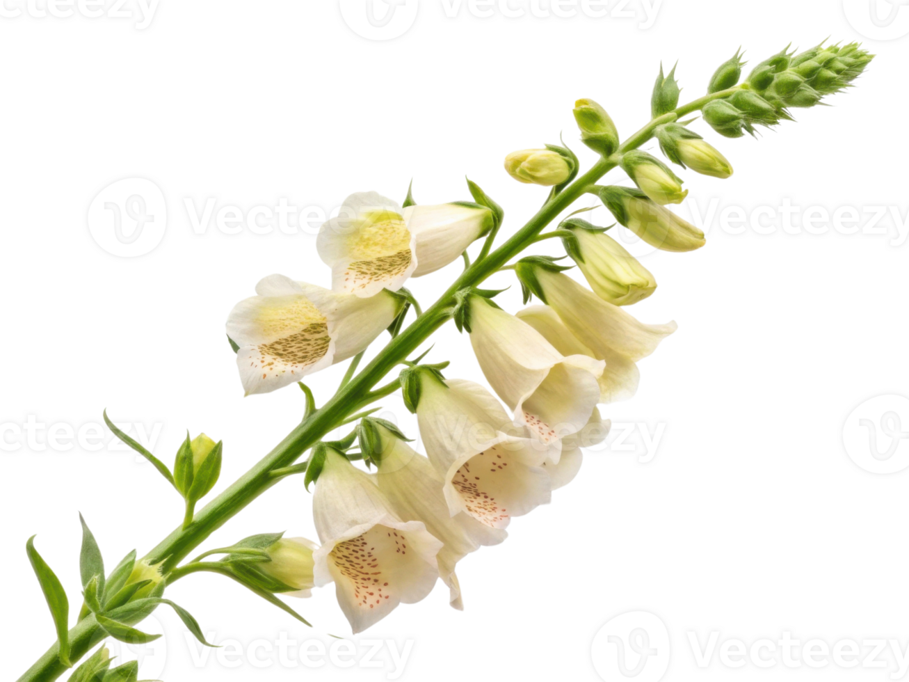 beautiful foxglove flower stands tall with delicate white petals and intricate spots, showcasing nature elegance and charm png