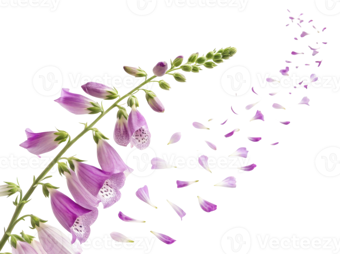 Beautiful foxglove flowers gracefully cascade, their delicate petals creating stunning visual display of nature elegance png