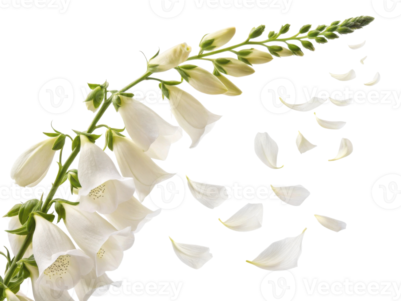 Beautiful foxglove flowers gracefully cascade, their delicate petals dancing in breeze, creating serene and enchanting atmosphere png