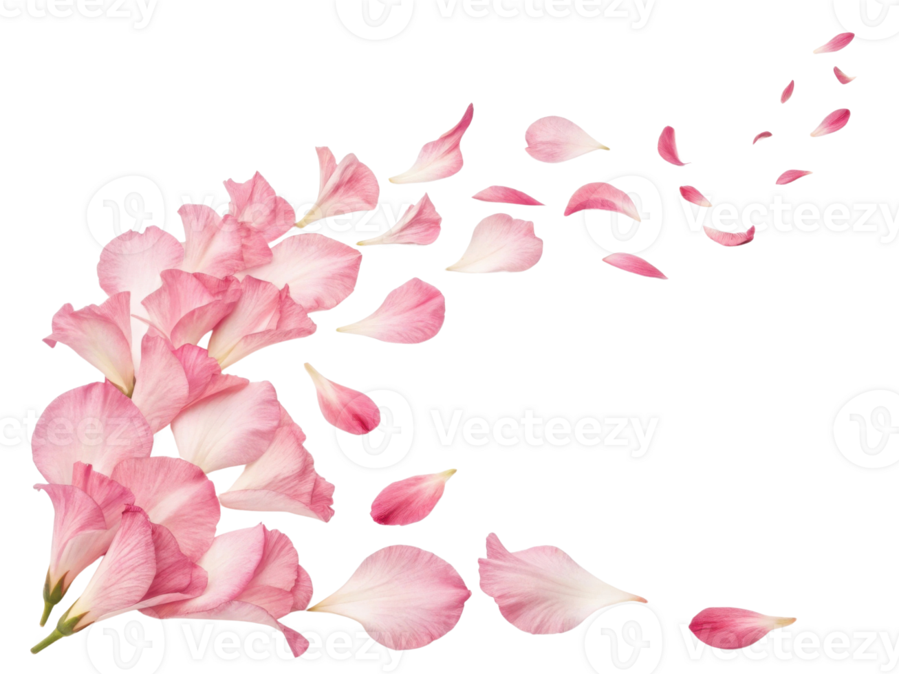 Beautiful gladiolus flowers gracefully scatter their delicate petals, creating serene and enchanting atmosphere png