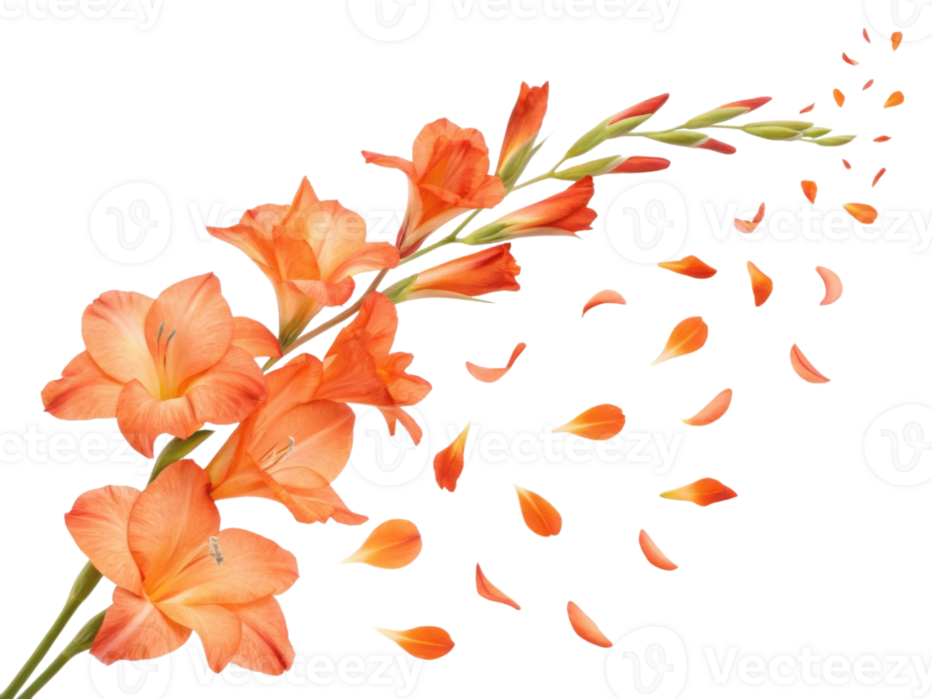 Gladiolus flowers bloom in vibrant orange hues, creating stunning display that captivates heart and brightens any space png