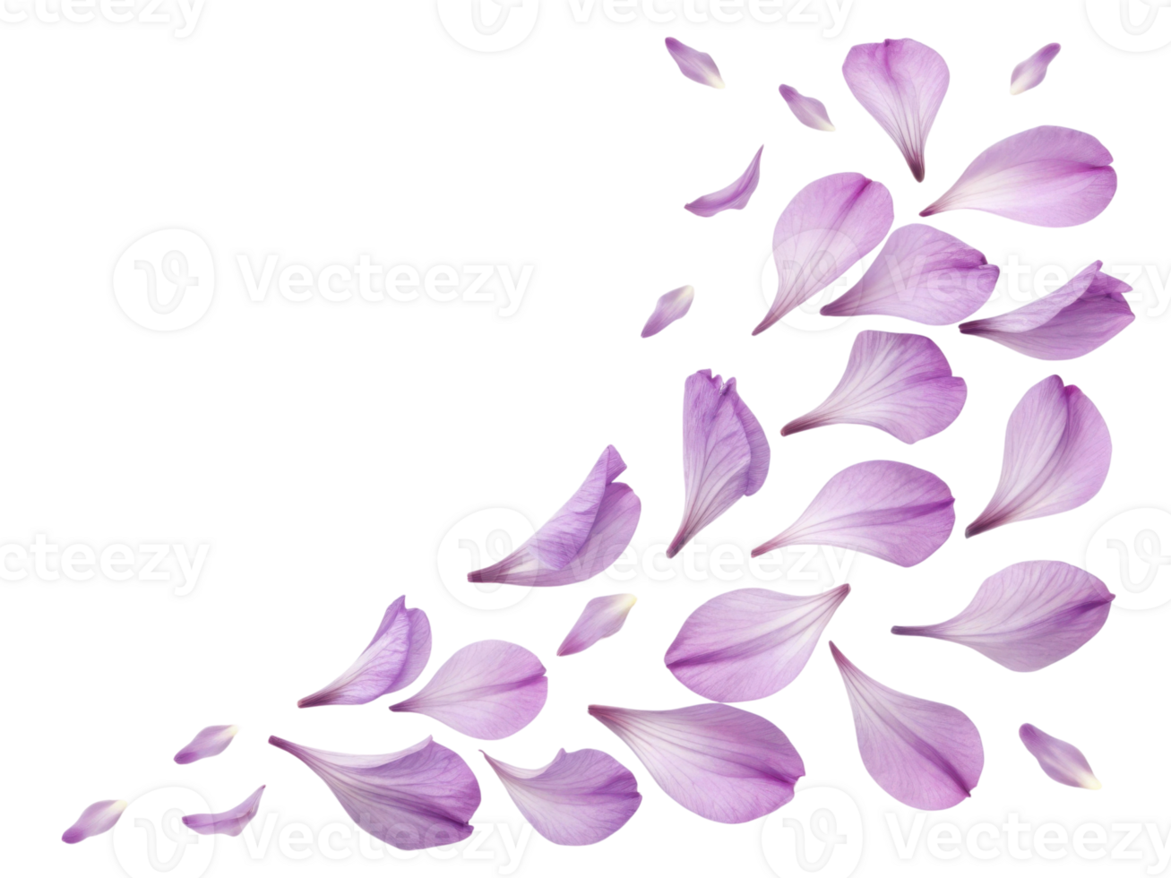 Beautiful gladiolus flower petals gracefully scatter, creating delicate and vibrant display of nature artistry png