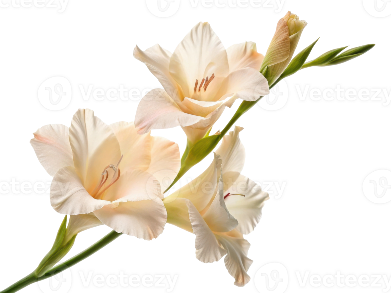 Elegant gladiolus flowers bloom gracefully, showcasing their delicate petals and vibrant colors, perfect for any floral arrangement png