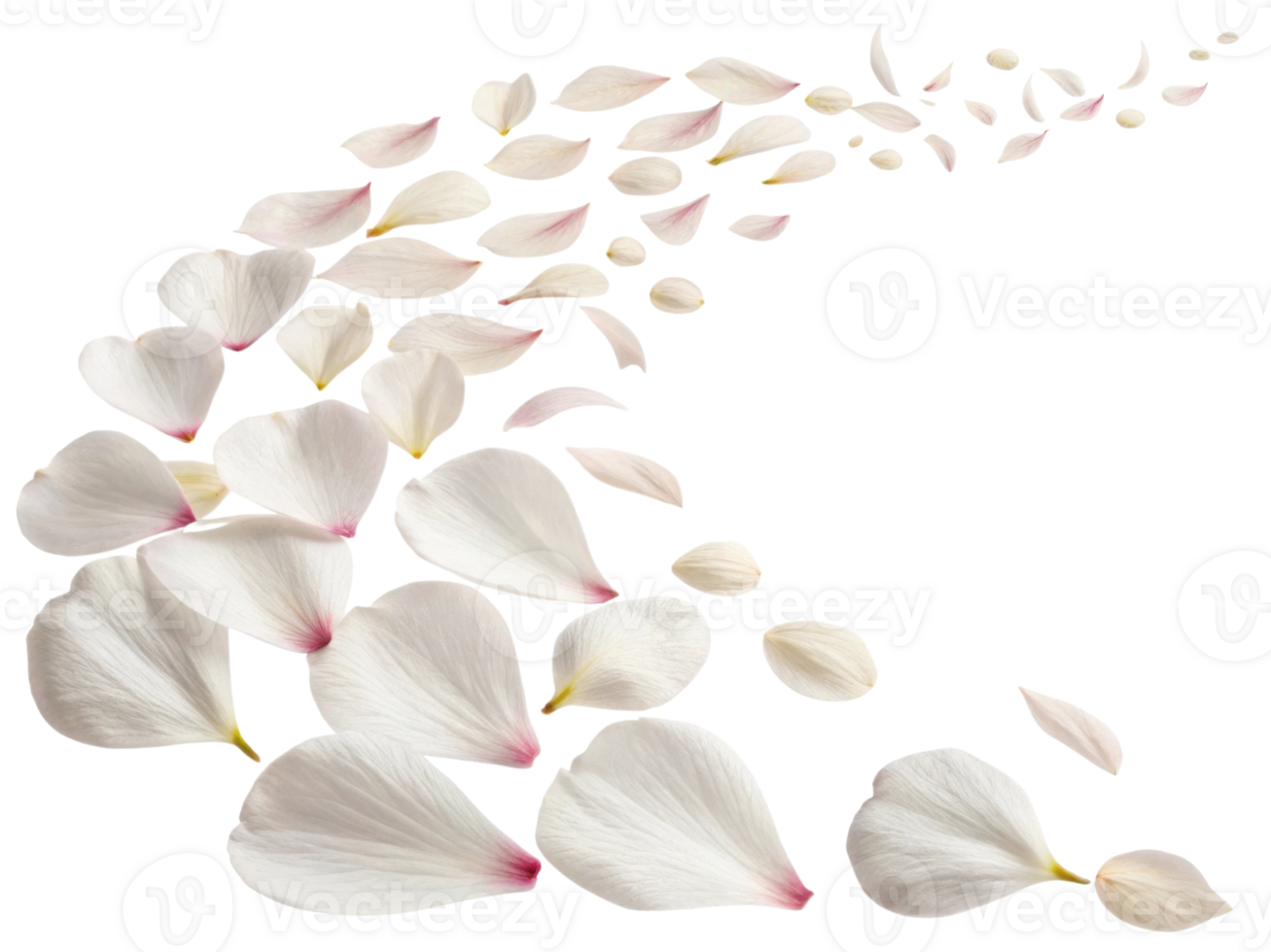 Delicate petals of hibiscus flower gracefully scatter, creating serene and beautiful scene that evokes tranquility and elegance png