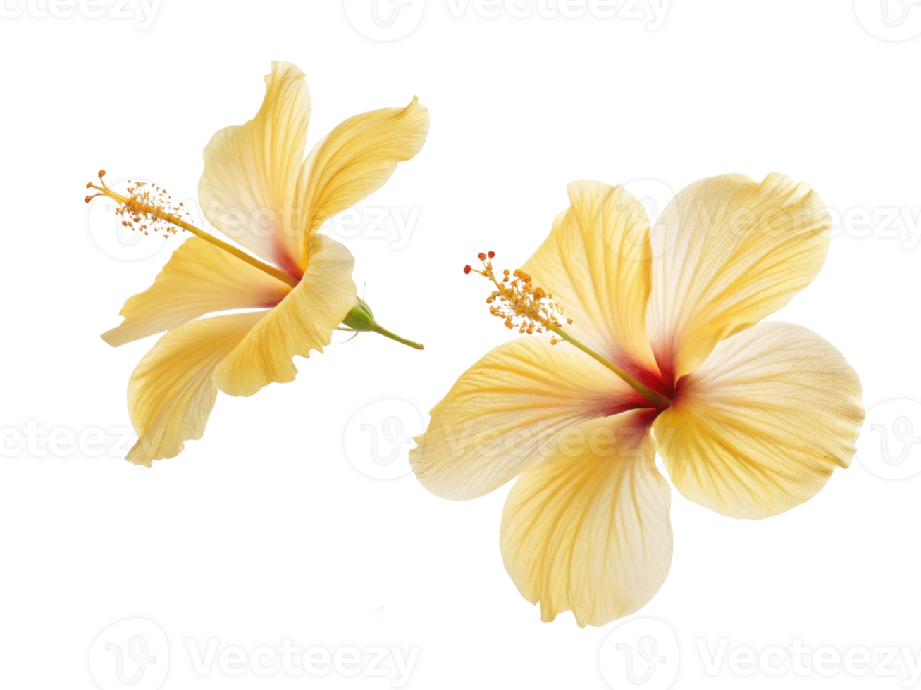 Beautiful hibiscus flowers bloom in soft yellow hues showcasing delicate petals and intricate details that evoke sense of tranquility and joy png