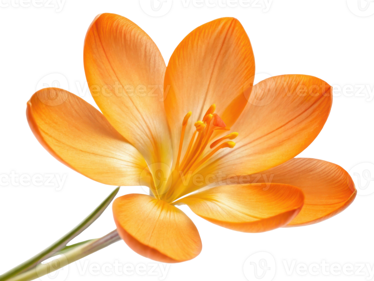 vibrant crocus flower blooms in stunning orange hues showcasing its delicate petals and intricate details, symbolizing beauty and renewal png