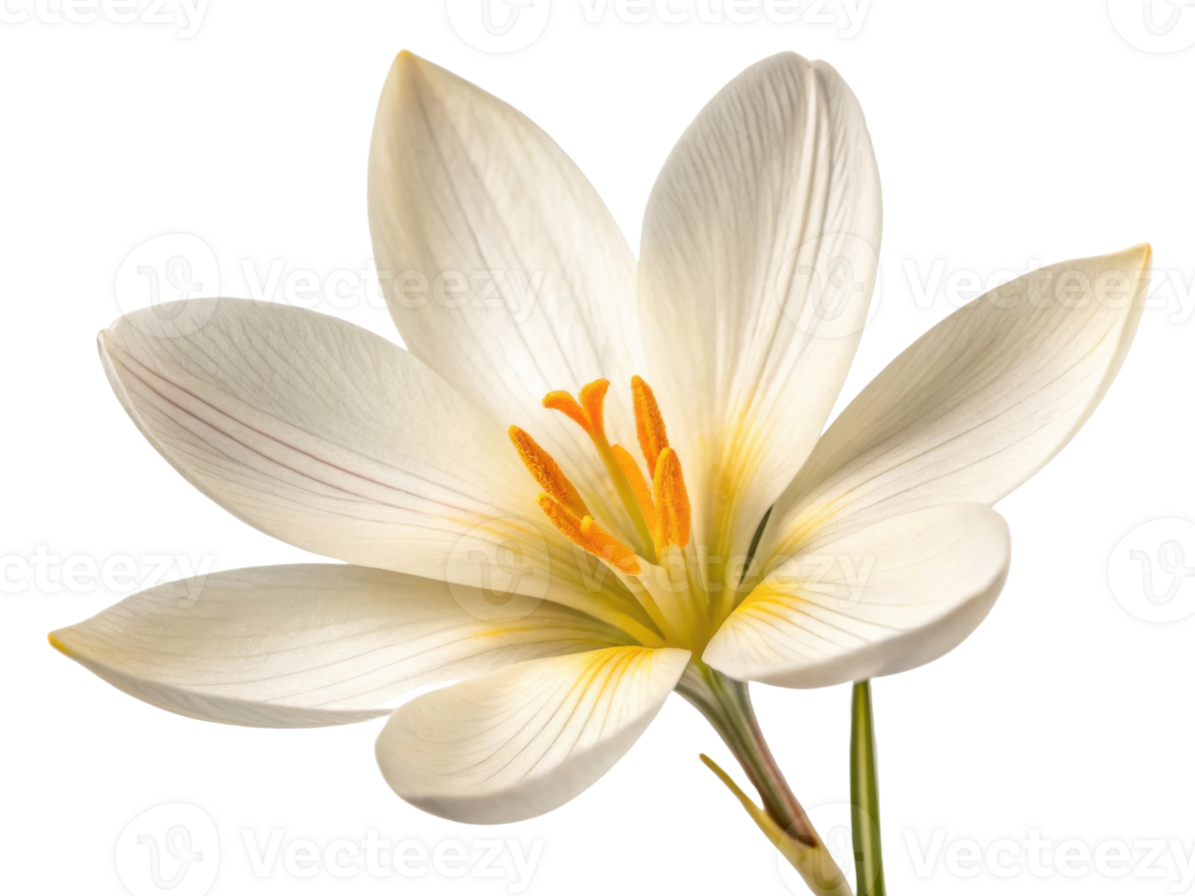 beautiful crocus flower blooms gracefully with delicate petals and vibrant orange stamens, showcasing nature elegance and charm png