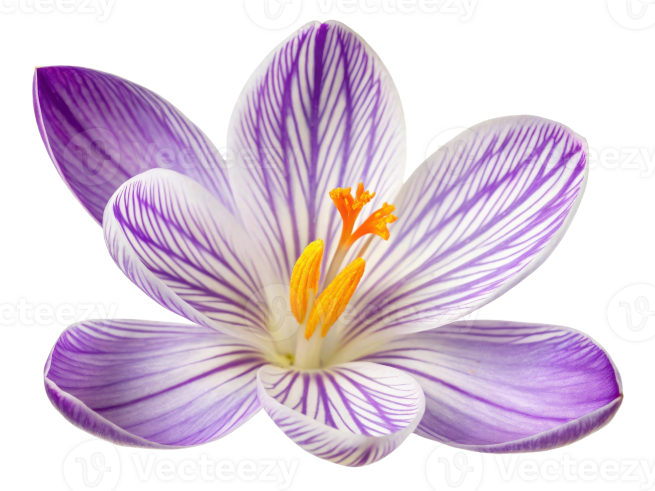 vibrant crocus flower showcases delicate purple and white petals with striking patterns and bright yellow stamens, symbolizing beauty and renewal png