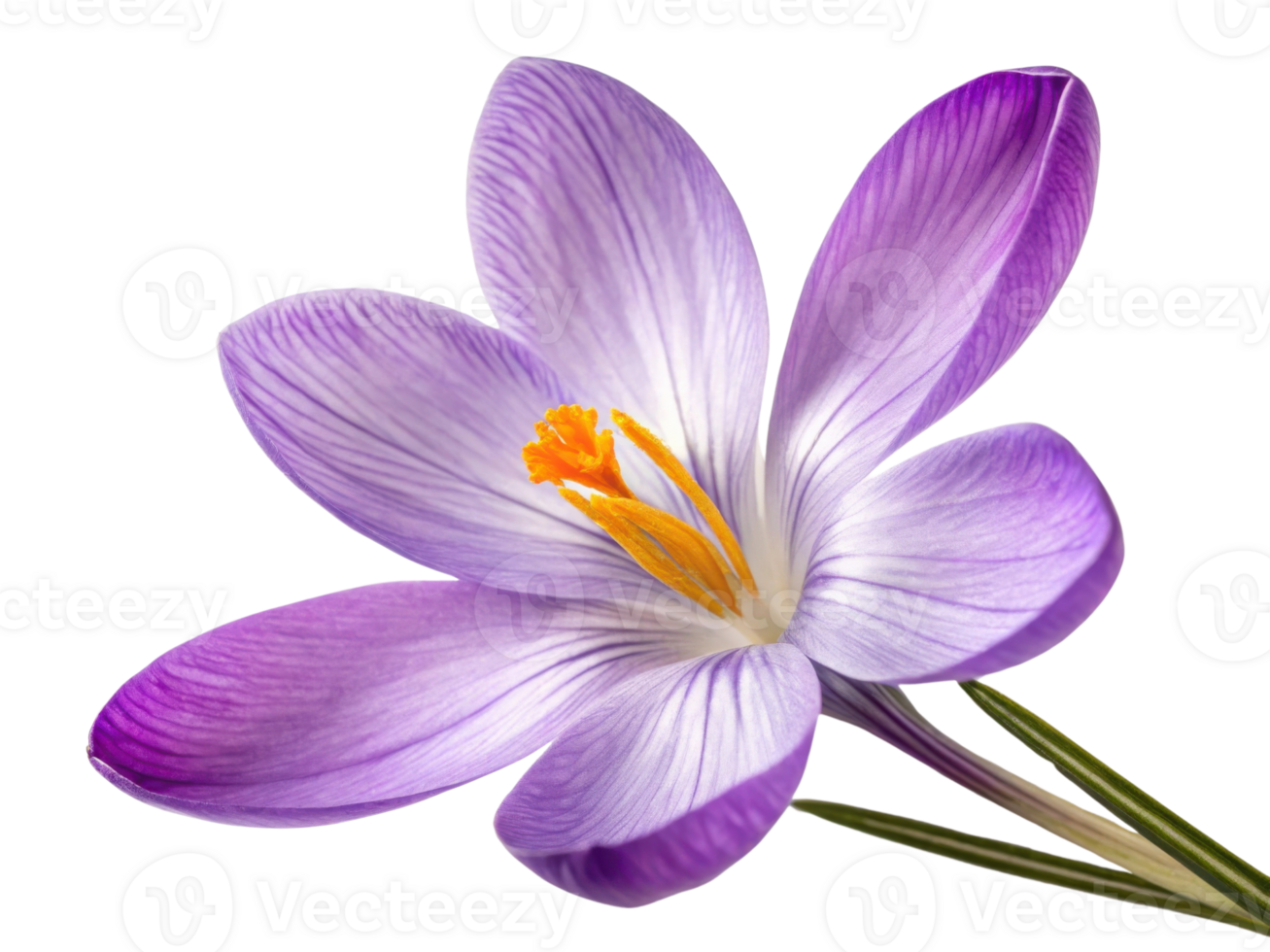beautiful crocus flower showcases delicate purple petals with vibrant orange stamens, symbolizing arrival of spring and renewal png