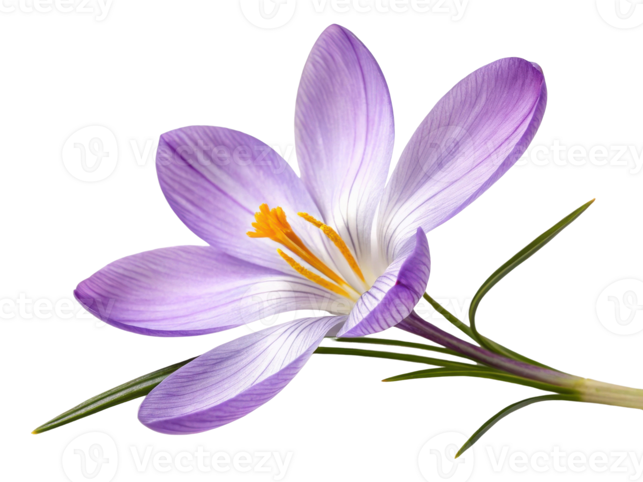 Crocus flower blooms beautifully with delicate purple petals and vibrant yellow stamens, symbolizing arrival of spring and renewal png