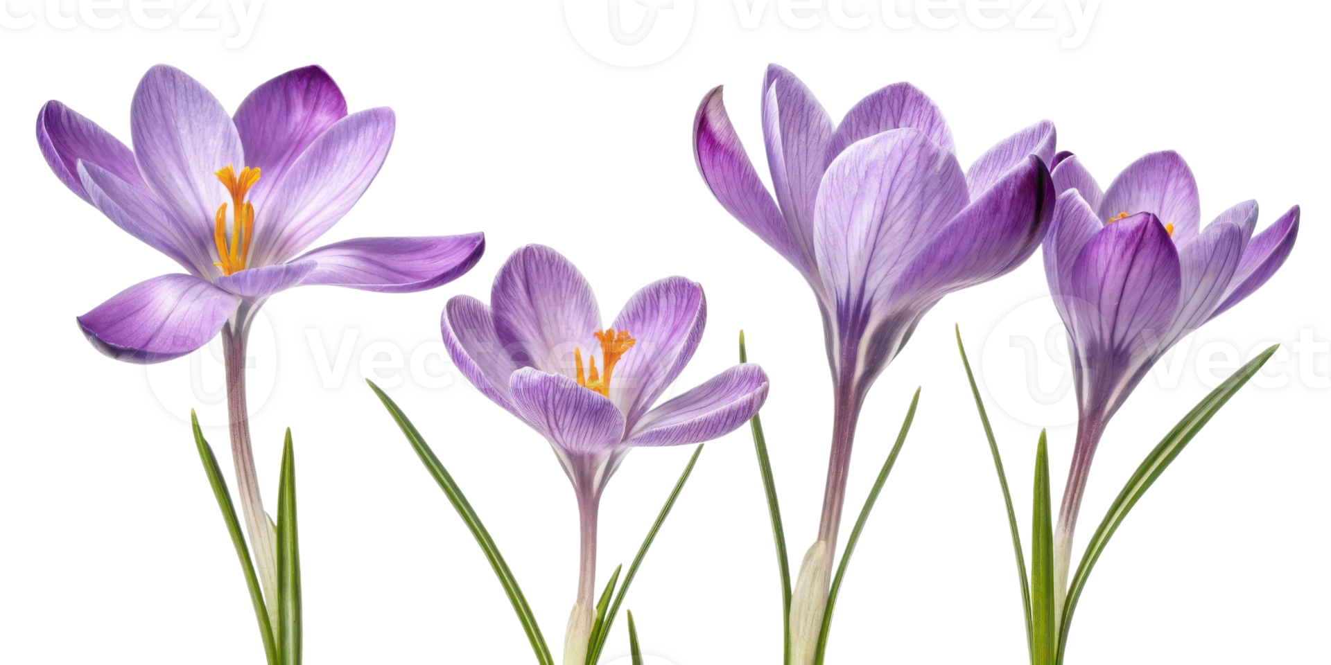 Crocus flowers bloom beautifully in shades of purple, showcasing their delicate petals and vibrant yellow stamens png