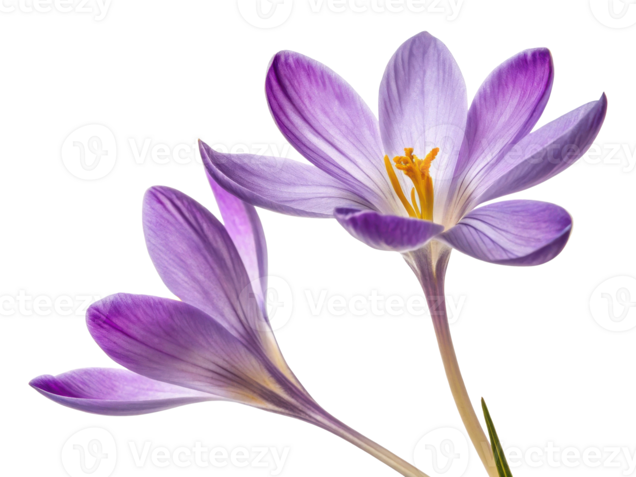Crocus flowers bloom beautifully with delicate purple petals and vibrant yellow stamens, symbolizing arrival of spring png