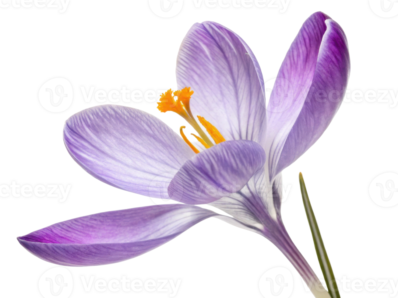 beautiful crocus flower showcases delicate purple petals and vibrant yellow stamens, symbolizing arrival of spring and renewal png