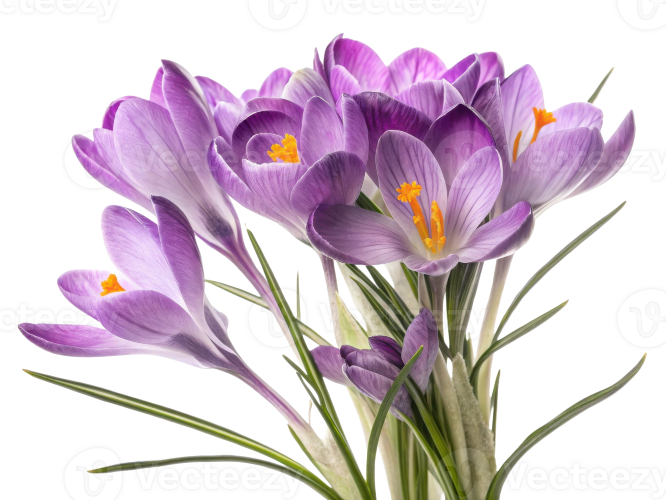 Crocus flowers bloom vibrantly in shades of purple showcasing their delicate beauty and bringing joy to any garden or floral arrangement png