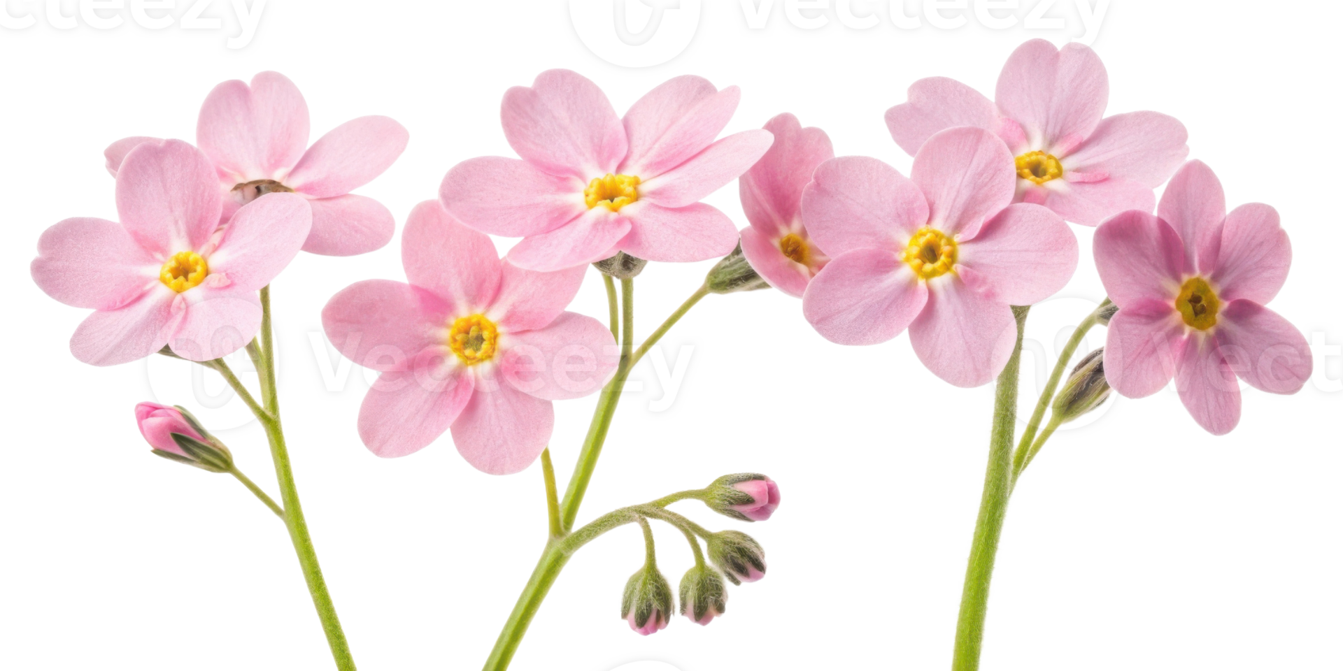 Forget me not flowers bloom in delicate pink hues, symbolizing love and remembrance, creating serene and beautiful atmosphere png