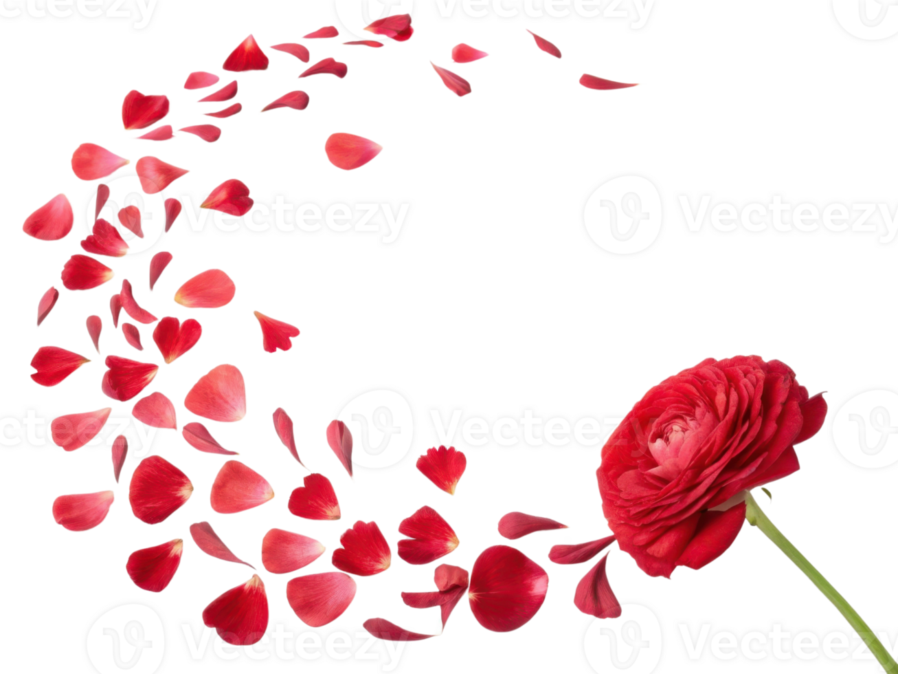 beautiful ranunculus flower with vibrant red petals gracefully scattered around it creates stunning visual display of nature elegance png