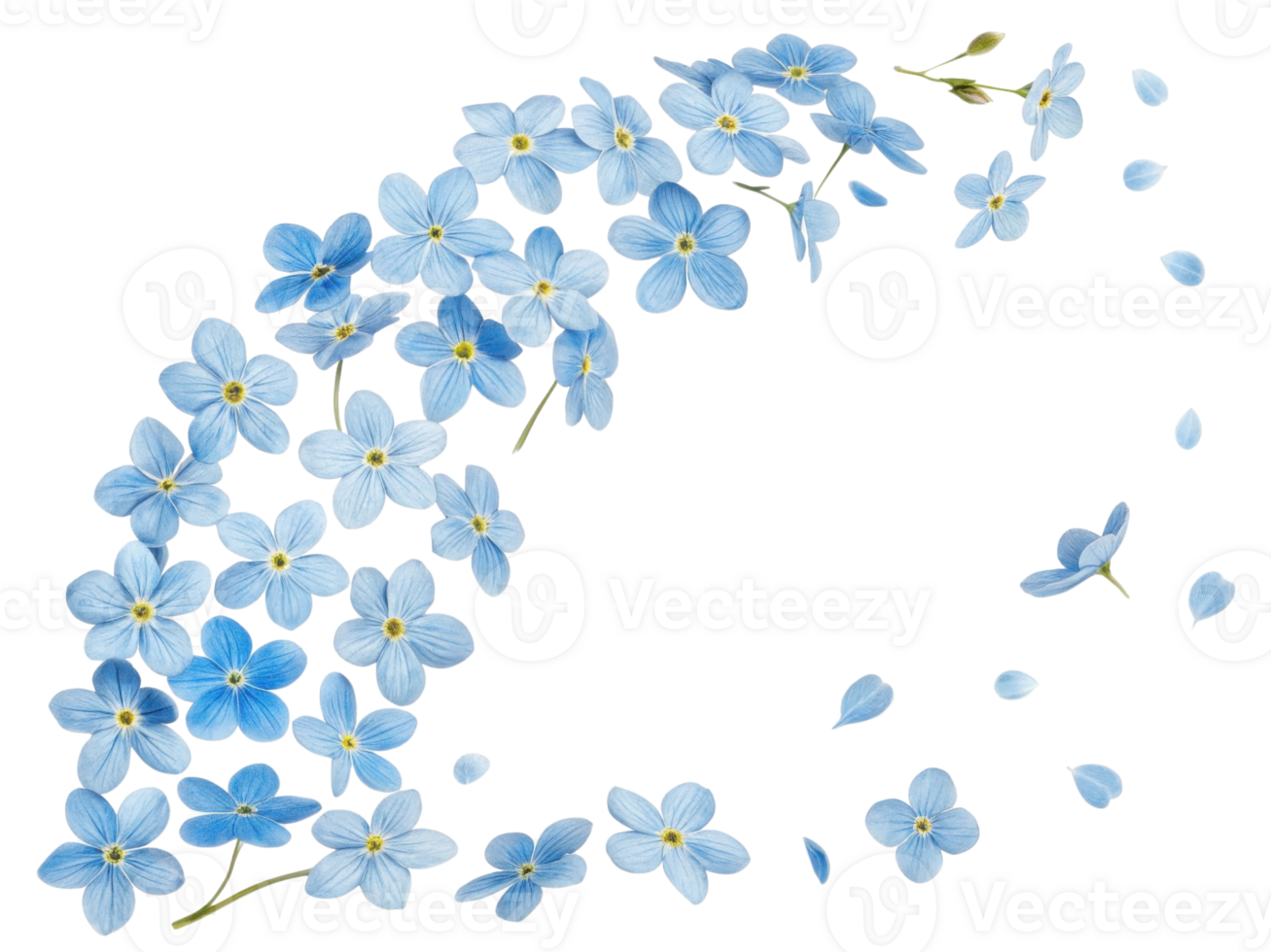 Forget me not flowers create delicate and beautiful arrangement that captures essence of nature charm and elegance png