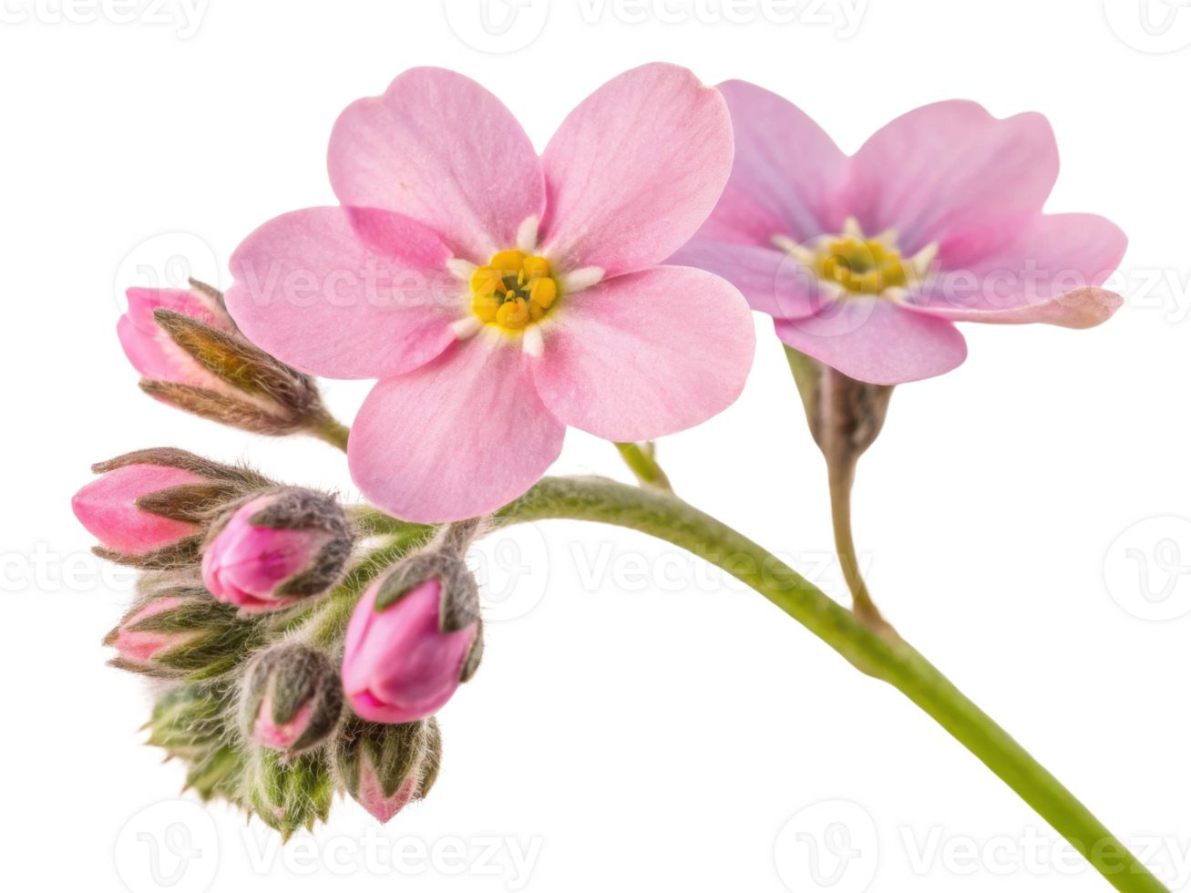 Forget me not flowers bloom in delicate pink hues, symbolizing love and remembrance, capturing essence of nature beauty png
