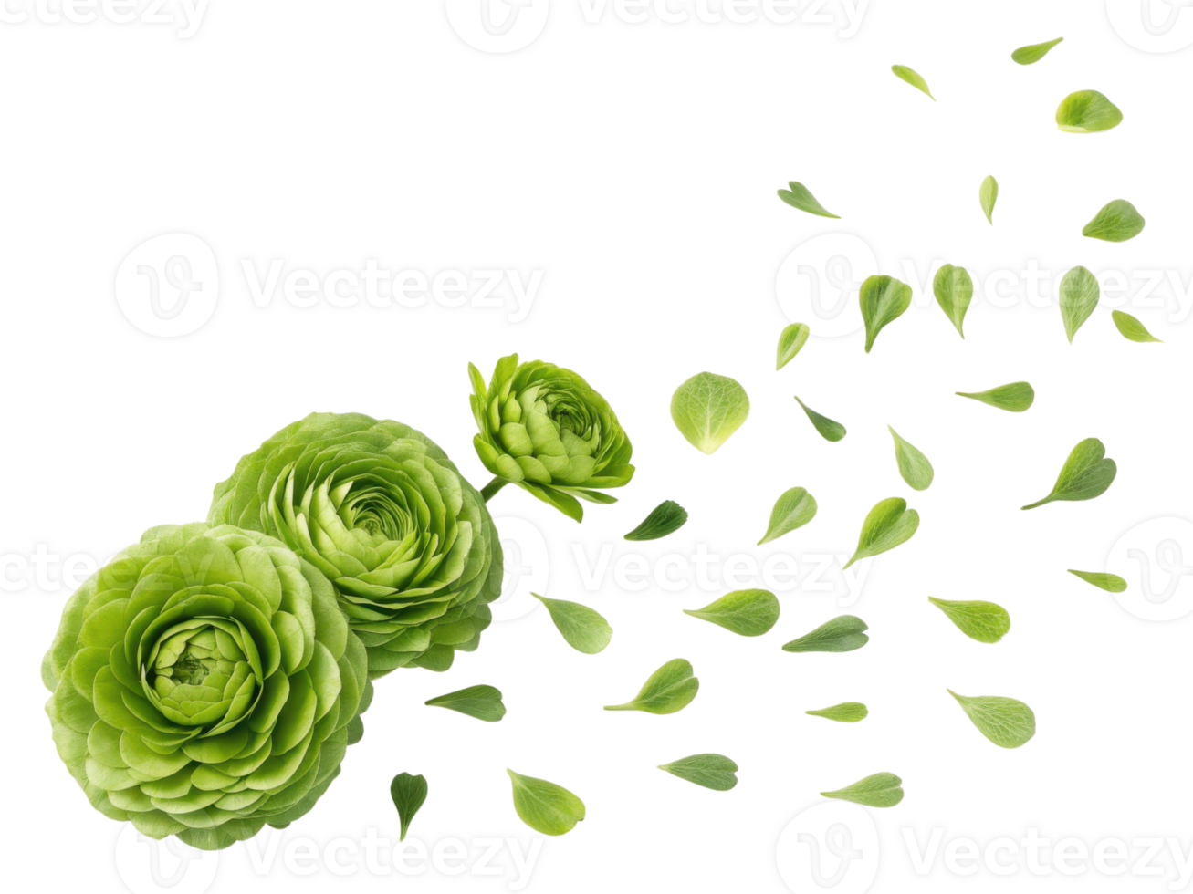 Beautiful ranunculus flowers in vibrant green hues are surrounded by delicate petals, creating serene and fresh atmosphere png