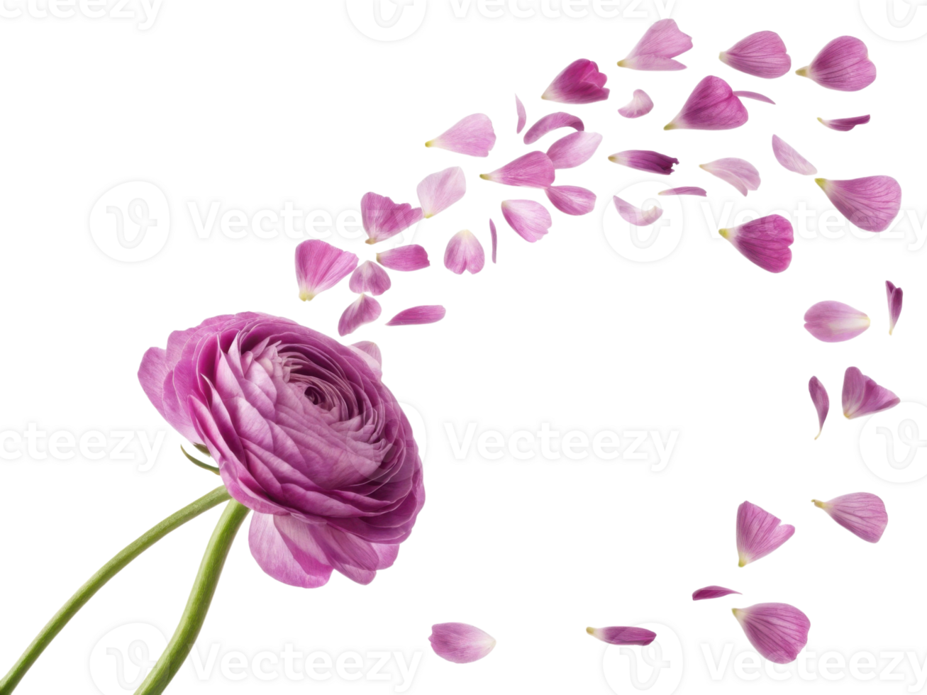 beautiful ranunculus flower with delicate petals gracefully falling, creating serene and enchanting atmosphere png