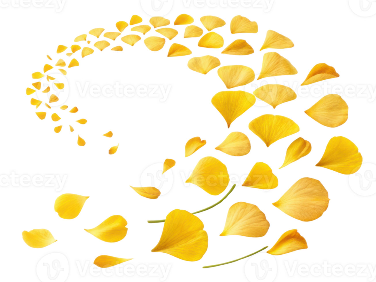 Beautiful yellow petals create stunning wave pattern, showcasing delicate nature of ranunculus flowers in vibrant display png